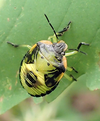 Chinavia hilaris (Green Stink Bug)