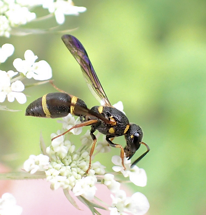Vespidae (Yellowjackets and Hornets, Paper Wasps; Potter, Mason and Pollen Wasps)