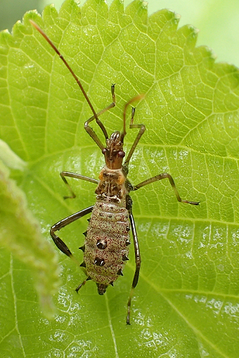 Hemiptera (True Bugs, Cicadas, Hoppers, Aphids and Allies)