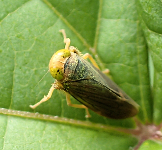Cicadellidae (Leafhoppers)
