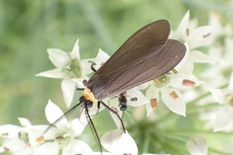 Cisseps fulvicollis (Yellow-collared Scape Moth)