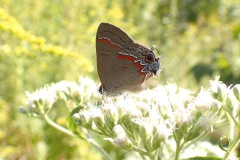 Calycopis cecrops (Red-banded Hairstreak)