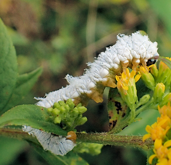 Hymenoptera (Ants, Bees, Wasps and Sawflies)