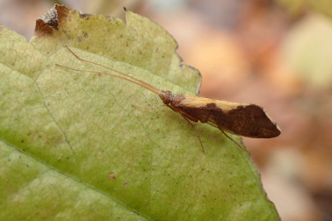 Genus Neophylax (Autumn Mottled Sedges)
