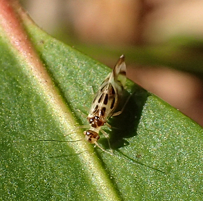 Genus Graphopsocus