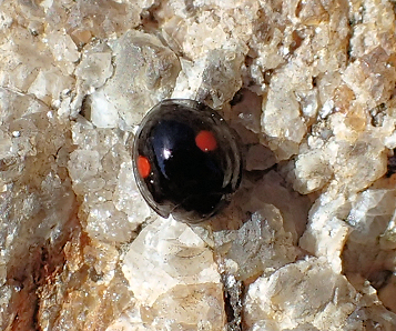 Genus Chilocorus (Twice-stabbed Lady Beetles)
