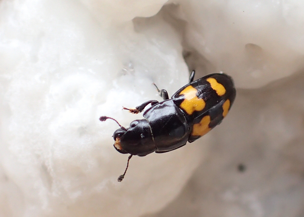 Glischrochilus fasciatus (Picnic Beetle)