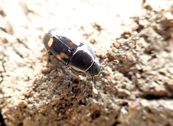 Glischrochilus quadrisignatus (Four-spotted Sap Beetle)