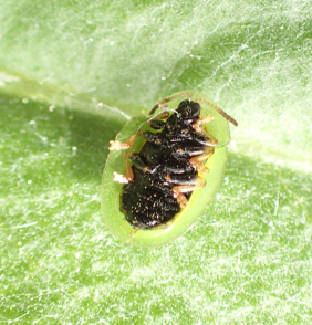 Cassida rubiginosa (Thistle Tortoise Beetle)