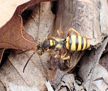 Genus Nomada (Nomad Bees)