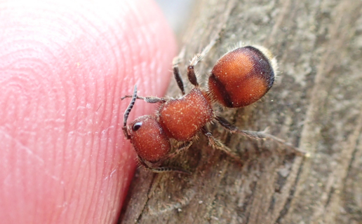 Mutillidae (Velvet Ants)