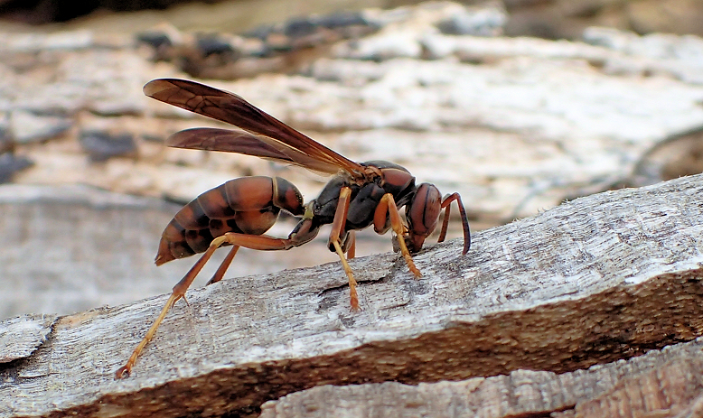 Genus Polistes (Paper Wasps)