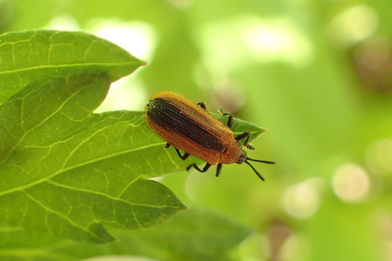 Odontota dorsalis (Locust Leaf Miner)