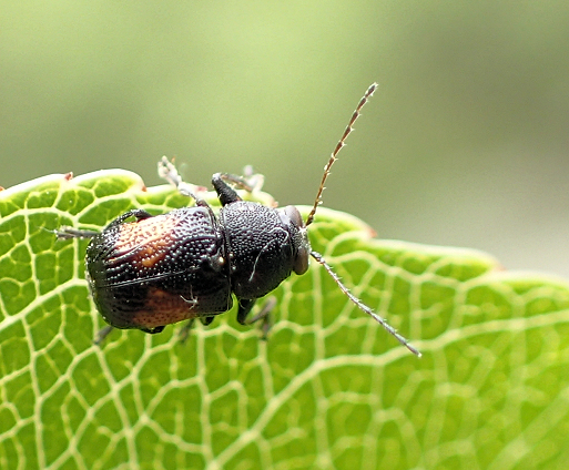 Genus Pachybrachis (Scriptured Leaf Beetles)