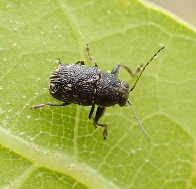 Genus Pachybrachis (Scriptured Leaf Beetles)