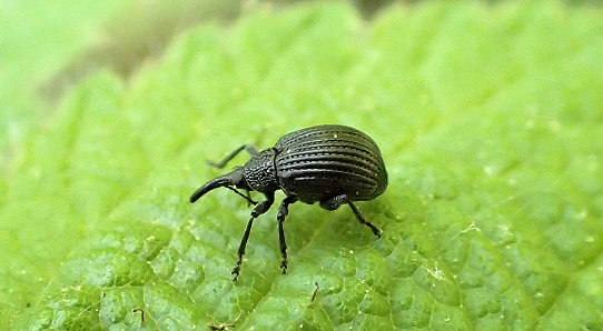 Brentidae (Primitive Weevils)