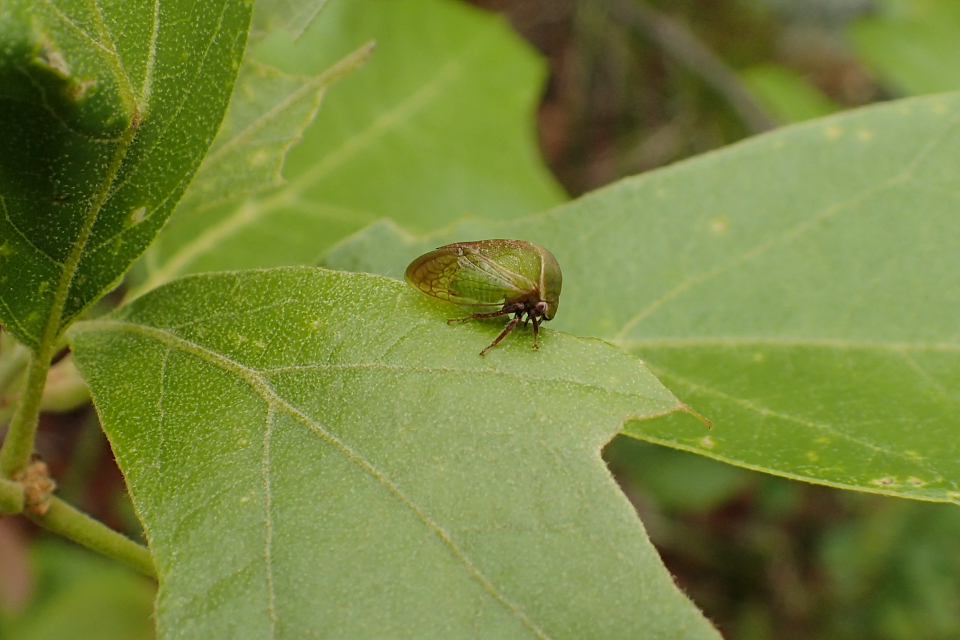 Membracidae (Treehoppers)