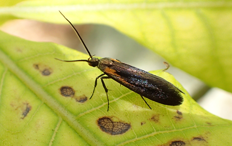 Mathildana newmanella (Newman's Mathildana Moth)