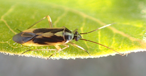 Miridae (Plant Bugs)