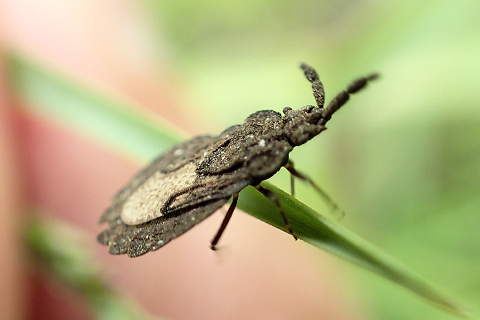 Aradidae (Flat Bugs)