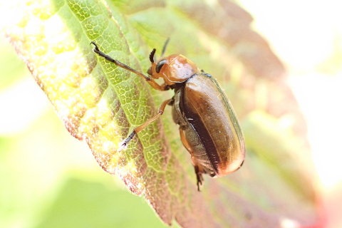 Anomoea laticlavia (Clay-colored Leaf Beetle)