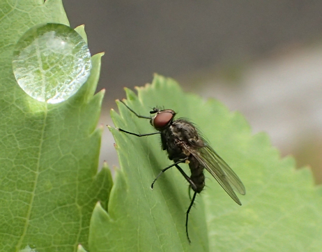 Anthomyiidae (Root-Maggot Flies)