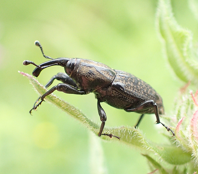 Sphenophorus cariosus (Nutgrass Billbug)