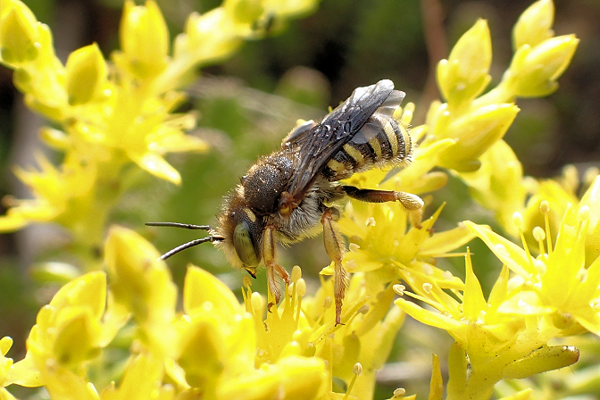 Megachilidae (Leafcutter, Mason, and Resin Bees, and allies)