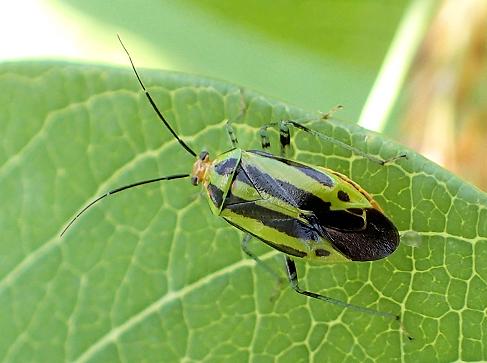 Poecilocapsus lineatus (Four-lined Plant Bug)