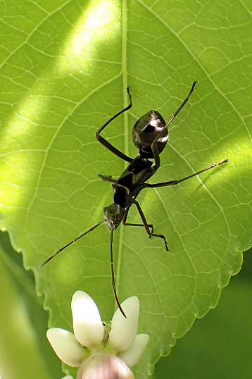 Alydidae (Broad-headed Bugs)