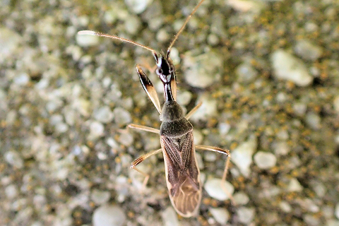 Myodocha serripes (Long-necked Seed Bug)