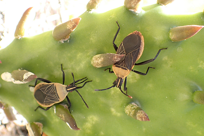 Chelinidea vittiger (Cactus Coreid)