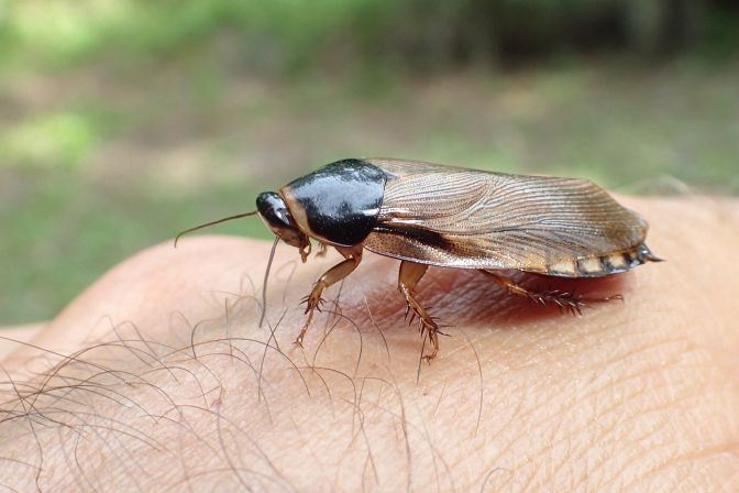 Pycnoscelus surinamensis (Surinam Cockroach)