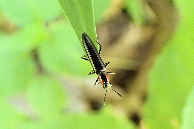 Acropteroxys gracilis (Slender Lizard Beetle)