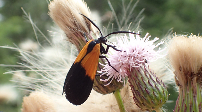 Lycomorpha pholus (Black-and-yellow Lichen Moth)