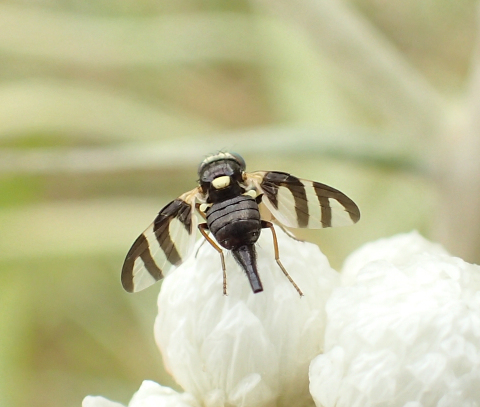 Urophora quadrifasciata (Four-barred Knapweed Gall Fly)