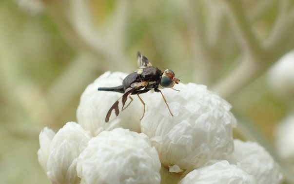 Urophora quadrifasciata (Four-barred Knapweed Gall Fly)