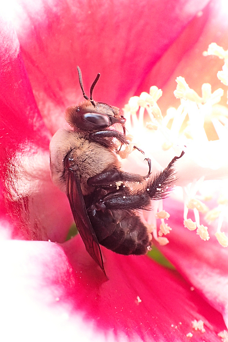 Ptilothrix bombiformis (Hibiscus Bee)