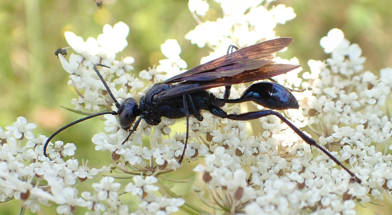 Sphecidae (Thread-waisted Wasps)