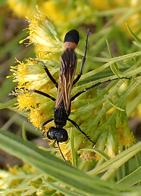 Ammophila pictipennis
