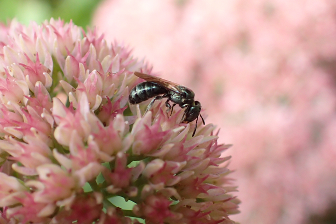 Genus Ceratina (Small Carpenter Bees)