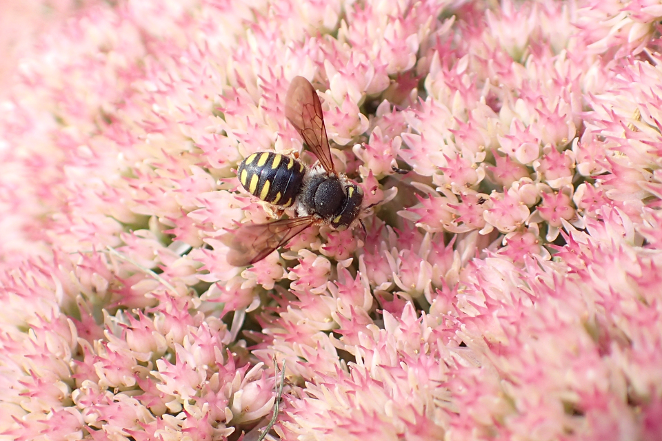 Genus Anthidium (Wool-carder Bees)