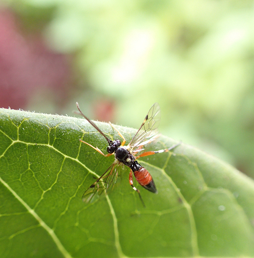 Diplazon laetatorius (Hover fly parasite)