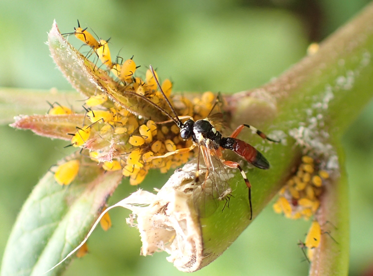 Diplazon laetatorius (Hover fly parasite)