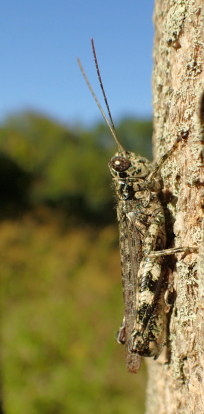 Melanoplus punctulatus (Pine Tree Spur-throat Grasshopper)