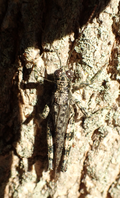 Melanoplus punctulatus (Pine Tree Spur-throat Grasshopper)