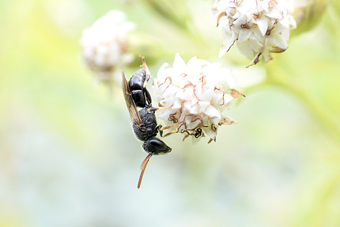 Hylaeus punctatus (Punctate Spatulate-Masked Bee)