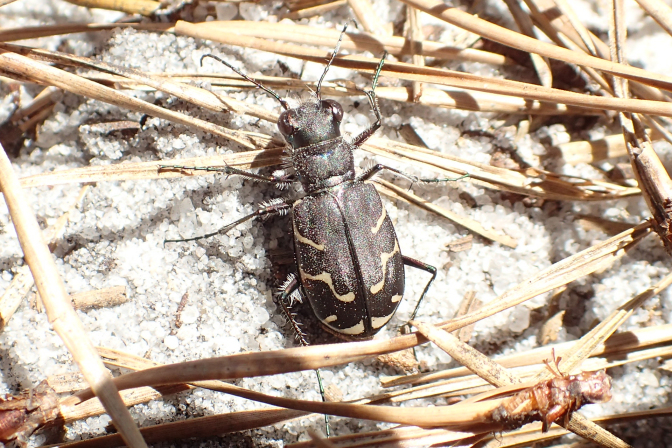 Cicindela tranquebarica (Oblique-lined Tiger Beetle)