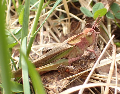Chortophaga viridifasciata (Green-striped Grasshopper)