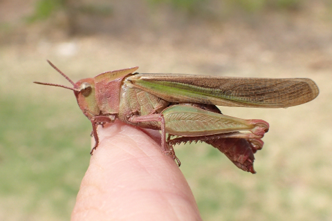 Chortophaga viridifasciata (Green-striped Grasshopper)